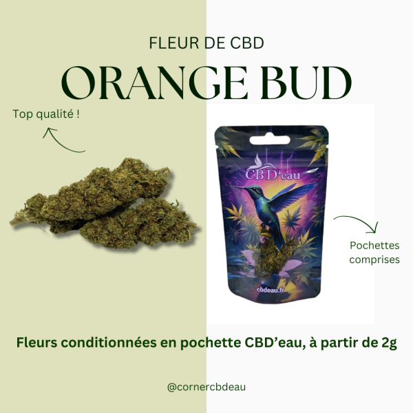 Fleur de CBD Orange Bud CBDeau Greenhouse